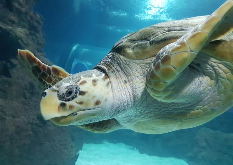 Lanzarote Aquarium